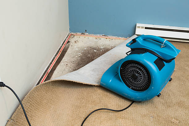 Best Professional water damage repair  in Germantown Hls, IL